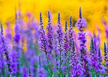 传《辐射5》由其他工作室开发 2030年前发售